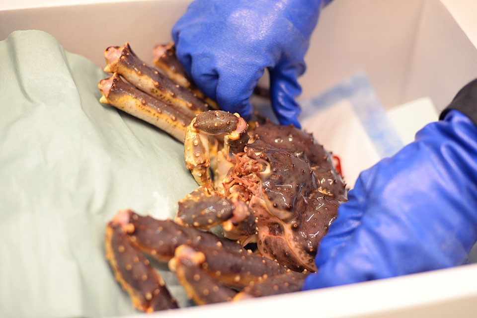 Packing of kingcrabs at Norway King Crab