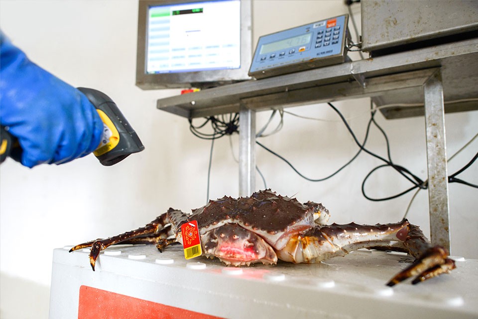 ID registration of kingcrab