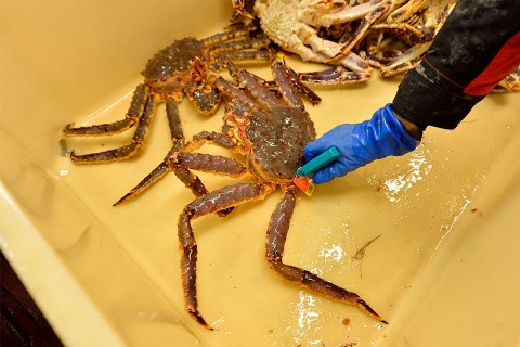 Tagging King Crabs