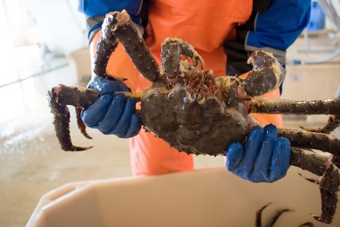 King Crab at Bugøynes