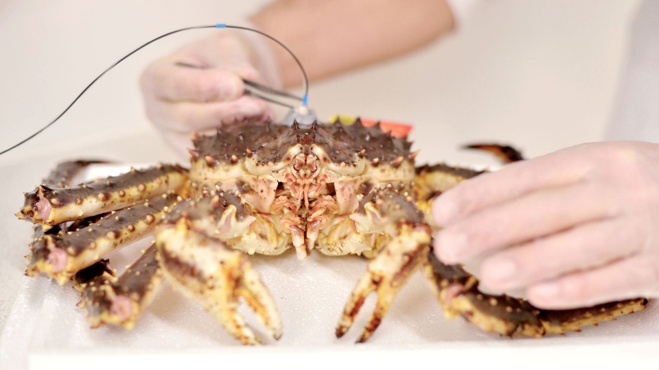 Norway King Crab R&D